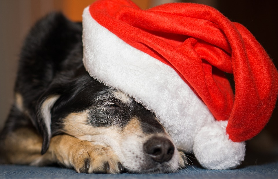 An image of a sleepy dog wearing a Santa hat. With the holidays over, it’s time to work on your 2018 L&D strategy.