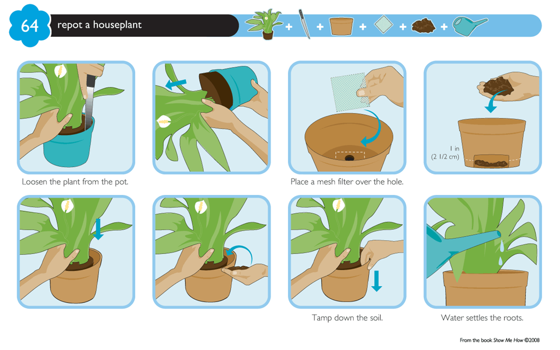 graphical instructions on how to pot a plant