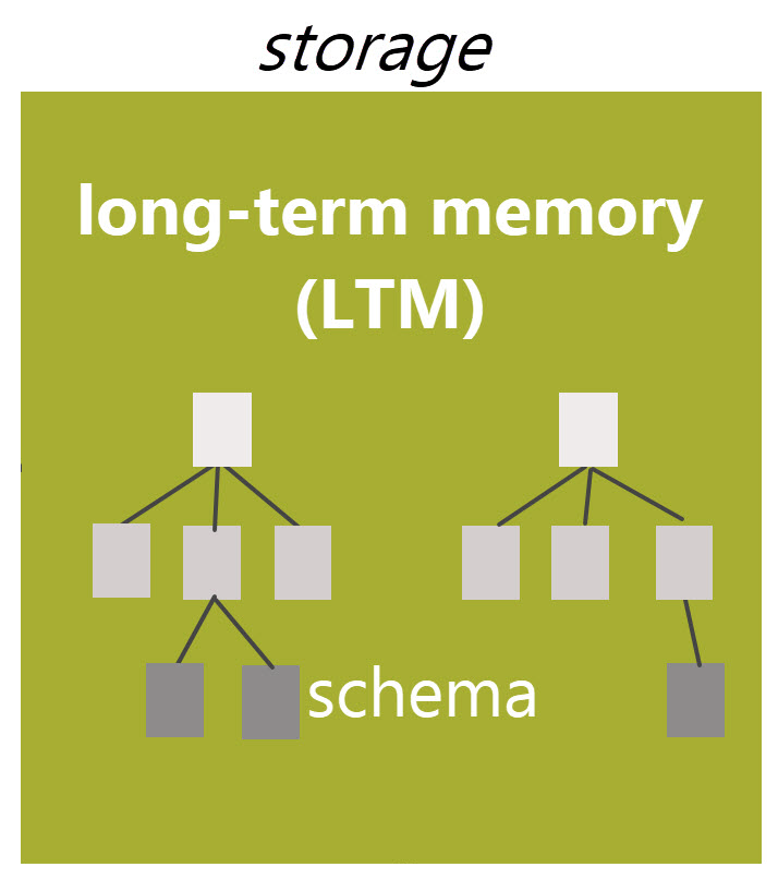 Long-term memory organizes related information into schema.