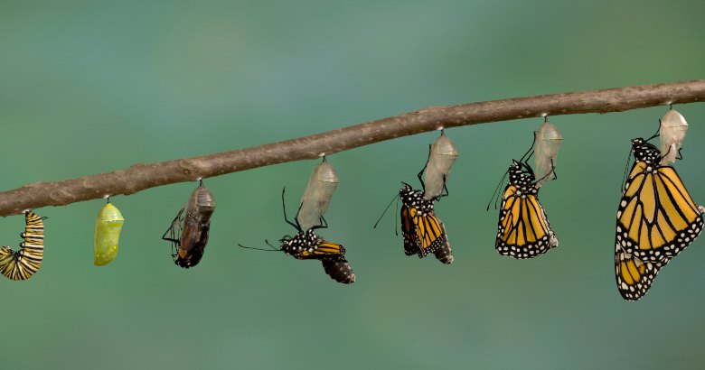 Learning Leaders Effectively Drive Horizontal Career Growth