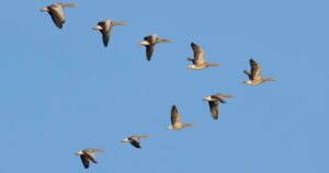 The Alignment Advantage: How Learning Teams Can Drive Strategic Value